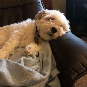 Meet your Posher, Ella